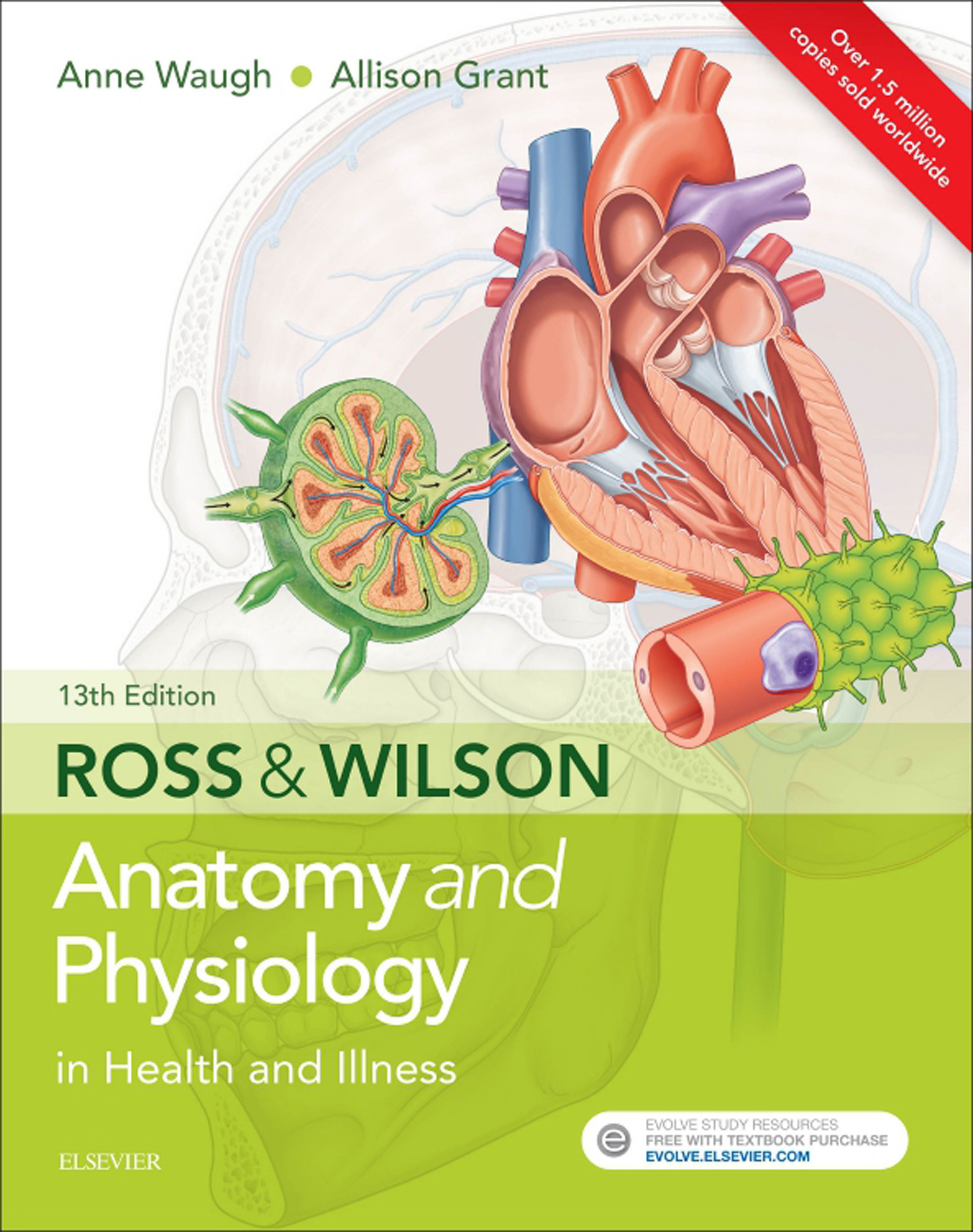 Ross & Wilson Anatomy and Physiology in Health and Illness E-Book