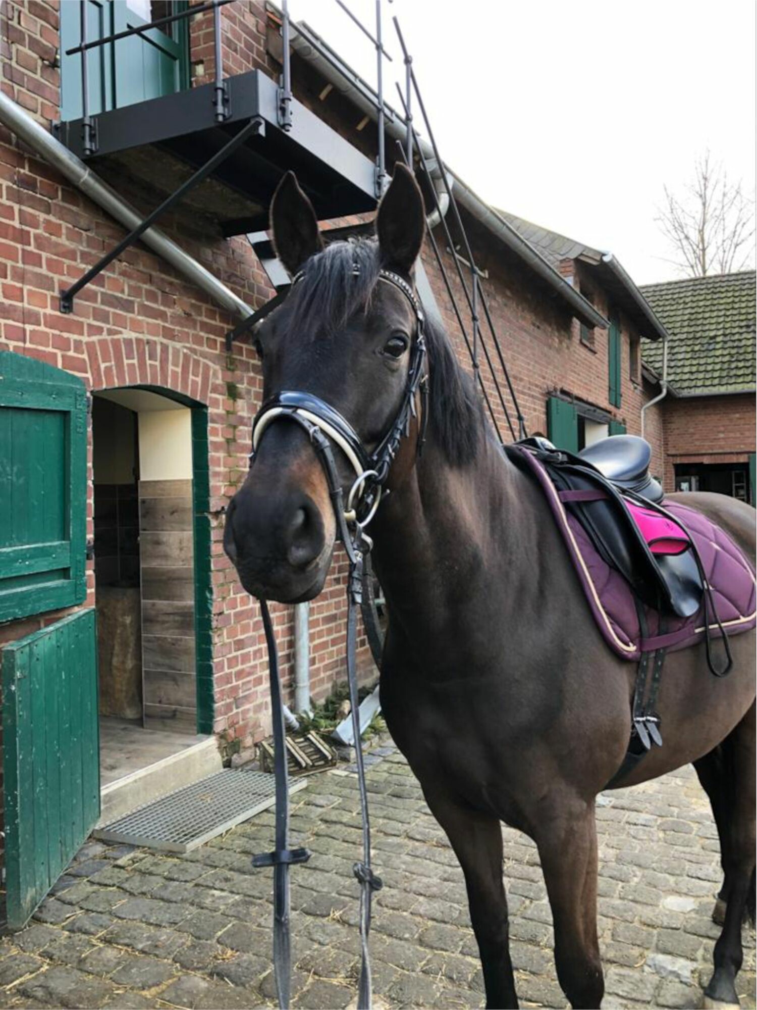 Cover Horse Performance