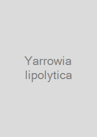 Yarrowia lipolytica