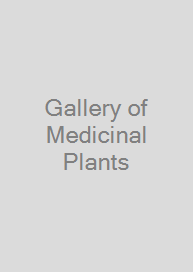 Gallery of Medicinal Plants