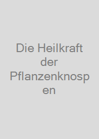 Die Heilkraft der Pflanzenknospen