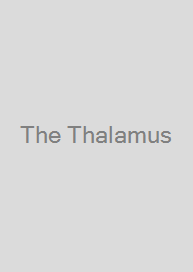 The Thalamus