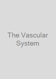 Cover The Vascular System