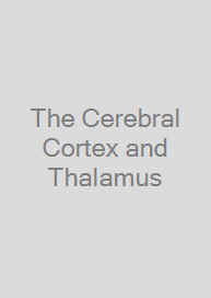 The Cerebral Cortex and Thalamus
