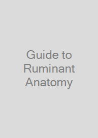 Cover Guide to Ruminant Anatomy