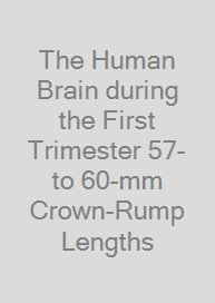 Cover The Human Brain during the First Trimester 57- to 60-mm Crown-Rump Lengths