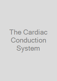 Cover The Cardiac Conduction System