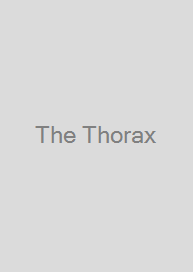The Thorax