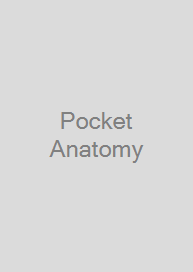 Cover Pocket Anatomy & Protocols for Obstetrics & Gynecology Ultrasound